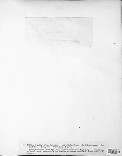 Lachnella villosa image